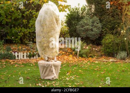 Baum in Topf ist in Vlies für den Winter gewickelt. Herbstarbeit im Garten. Stockfoto