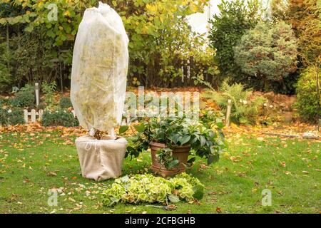 Baum in Topf ist in Vlies für den Winter gewickelt. Herbstarbeit im Garten. Hortensien, die Blüten und Blätter werden entfernt. Stockfoto