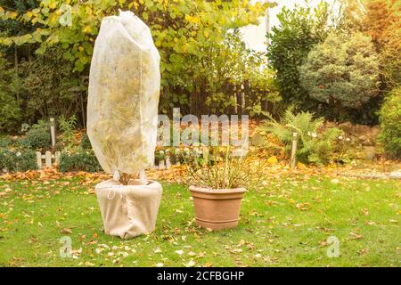 Baum in Topf ist in Vlies für den Winter gewickelt. Herbstarbeit im Garten. Hortensien, die Blüten und Blätter werden entfernt. Stockfoto