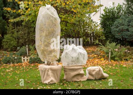 Baum in Topf ist in Vlies für den Winter gewickelt. Herbstarbeit im Garten. Stockfoto