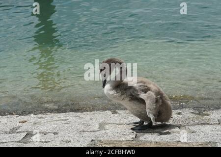 Cygnet oder Babyschwan im Detail am Ufer des Bodensees oder Bodensee ruhen und picken Feder am Steinufer im Sommer an sonnigen Tagen. Stockfoto