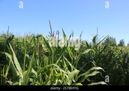 Maiskolben auf einem grünen Feld im Sommer Stockfoto