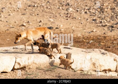 Eine Familie von Hunden gehen für einen Spaziergang in der Ägyptische Wüste Stockfoto