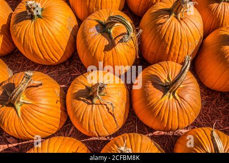 Blick hinunter Nahaufnahme auf leuchtend orange Kürbisse in einer Gruppierung Gerade von der Farm Feld auf einem hellen sonnigen gepflückt Tag im Herbst Stockfoto