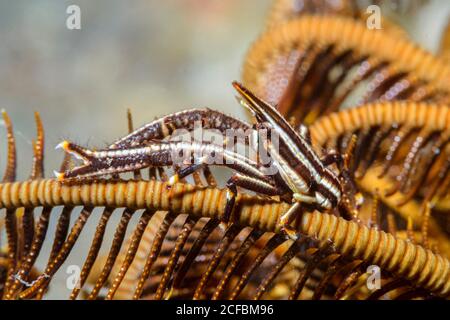 Elegante Seeliliengruppe Hummer, Allogalathea elegans, Ambon, Indonesien, Bandasee, Pazifischer Ozean. Lebt von Seelilien und nimmt die Farbe der Seelilien an Stockfoto