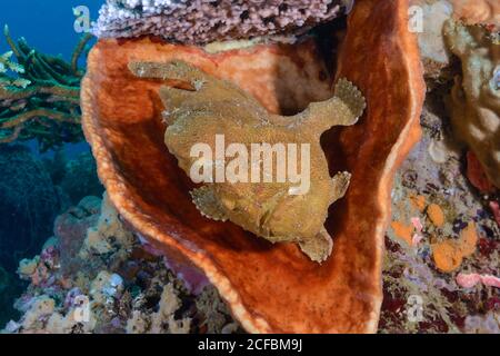 Riesenanglerfisch, Antennarius commerson, in Schwamm ruhend, Ambon, Indonesien, Bandasee, Stockfoto