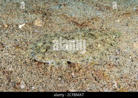 Pfauensohle, (Pardachirus pavoninus), tarnt sich gut mit Boden. Ambon, Indonesien, Bandasee, Pazifischer Ozean Stockfoto