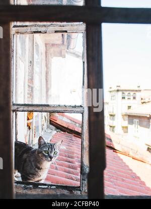 Gestromte Katze mit grünen Augen auf dem Dach eines Haus neben dem Fenster Stockfoto