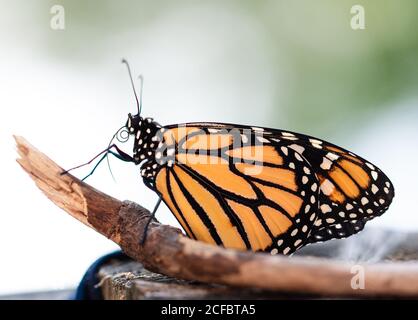 Nahaufnahme eines orangefarbenen Monarchschmetterlings, der auf einem Stock ruht. Stockfoto