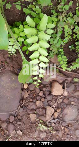 Es kommt in gemäßigten Klimazonen von warm-gemäßigt bis tropisch vor, wo der Feuchtigkeitsgehalt hoch, aber nicht sättigend ist, in den feuchten, gut durchlässigen en Stockfoto