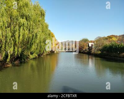Weidenbäume an den Ufern dieses kleinen Wasserkörpers Unter anderem Ginkgo-Bäume im koreanischen Volksdorf Stockfoto
