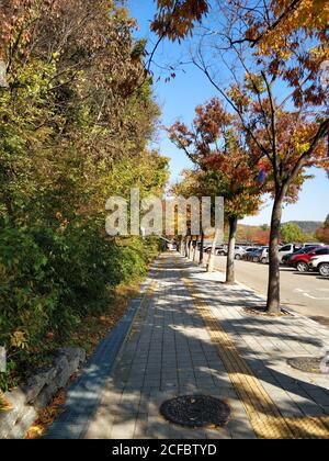 Ein Gehweg, der zum koreanischen Volksdorf führt, bedeckt mit mittelherbstlichen Ginkgo-Baumblättern. Das koreanische Folk Village ist ein traditionelles koreanisches Folk Village Thema Stockfoto