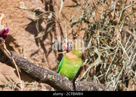 Ein schwarz maskierter, auf einem Ast sitzender Lovebird, Agapornis personatus, ist eine monotypische Vogelart der Gattung der Lovebird aus der Papageienfamilie Psittacul Stockfoto