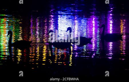 München, Deutschland. September 2020. Gänse schwimmen auf einem Teich im Olympiapark, in dem bunte Lichter von verschiedenen Fahrgeschäften reflektiert werden. Die Fahrgeschäfte und andere Attraktionen wurden gebaut, um die Showmen zu unterstützen. Durch die diesjährige Absage des Oktoberfestes haben viele Unternehmen finanzielle Verluste erlitten. Quelle: Sven Hoppe/dpa/Alamy Live News Stockfoto