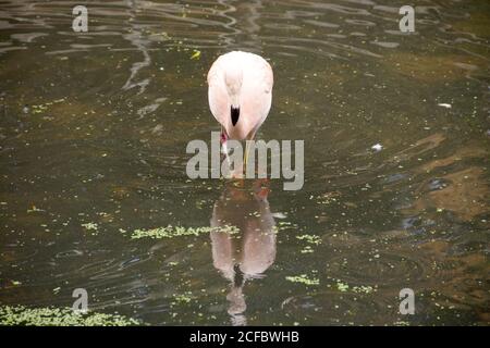 Portraitansicht eines Chileflamingos im Wasser, Phoenicopterus chilensis, ist die häufigste der drei in Südamerika gefundenen Flamingoarten Stockfoto