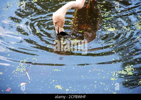 Kopfansicht eines Chileflamingo, Phoenicopterus chilensis, ist die häufigste der drei in Südamerika gefundenen Flamingoarten Stockfoto