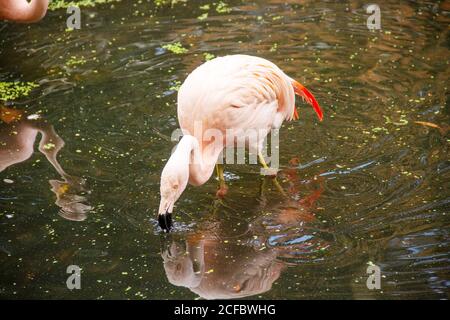 Seitenansicht eines Chileflamingos auf der Suche nach Nahrung in einem Teich, Phoenicopterus chilensis, ist die häufigste der drei Flamingoarten, die in Süd-Ame gefunden werden Stockfoto