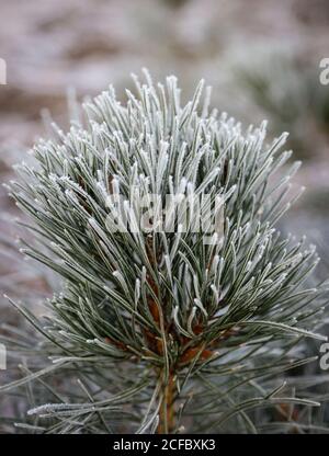 Eiskristalle und Frost auf Kiefern Stockfoto