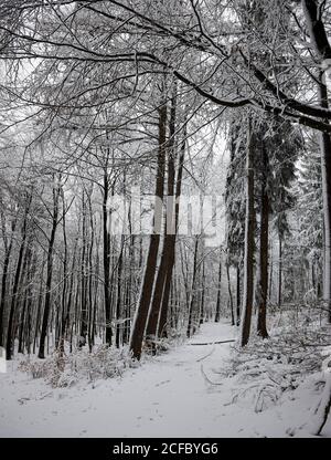 Weg im Schnee durch Buchenwald Stockfoto