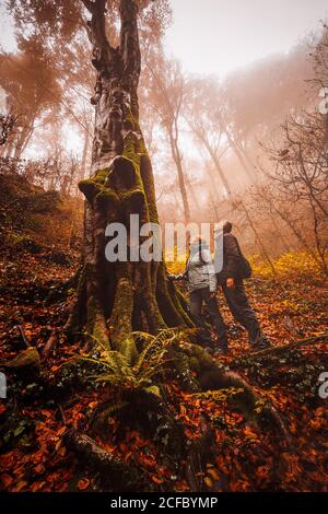 Pärchen, die einen großen Baum in einem Wald betrachten Mit Herbstfarben im Nebel Stockfoto