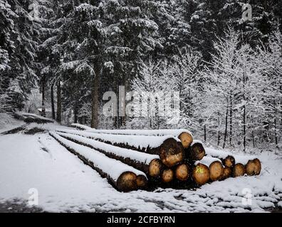 Schneiden Sie im Winter Baumstämme im Schnee Stockfoto