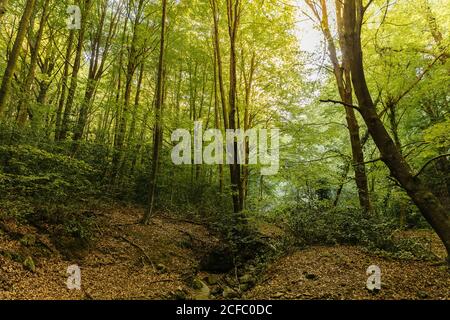Baum in der Mitte des Waldes mit der Sonne Im Hintergrund Stockfoto