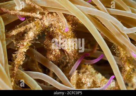 Leach-Spinnenkrabbe (Inachus phalangium) unter Wasser Nahaufnahme in einem Mittelmeer-Schlangenschnecke Meer Anemone (Anemonia sulcata) (Mittelmeer, Spanien) Stockfoto