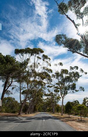 Straße gesäumt von hohen Gummibäumen (Corymbia citriodora oder Zitrone duftenden Gummi) in Kings Park und Botanic Garden, Perth, Western Australia. Stockfoto