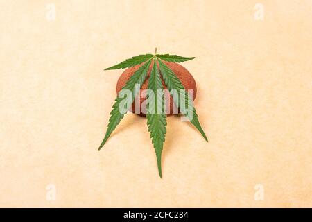 Chocolate Chip Cookie auf gelbem Hintergrund mit Cannabispflanzenblatt, Süßigkeiten mit Marihuanabutter. Stockfoto