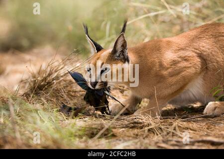 CARACAL Caracal Caracal, Erwachsene mit A KILL A CAPE glänzend STARLING, NAMIBIA Stockfoto