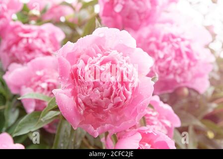 Rosa Pfingstrosen blüht im Sommergarten mit Sonnenstrahlen. Blühender Pfingstrosen-Busch. Nahaufnahme von pastellrosa Blütenblättern mit Wassertropfen. Pfingstrosen Hintergrund Stockfoto