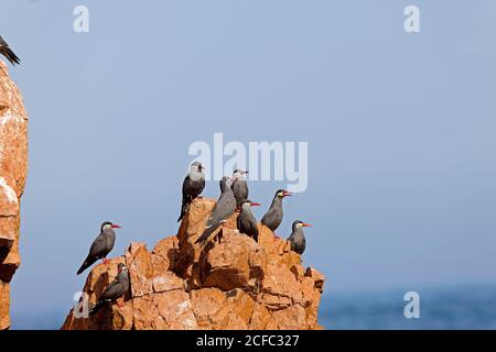 INCA-TERN Larosterna Inca, Gruppe von Erwachsenen ON ROCK, BALLESTAS Inseln IN Nationalpark PARACAS, PERU Stockfoto