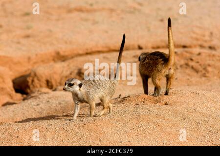 Erdmännchen suricata suricatta, ERWACHSENE STÄNDIGEN ALERT, Namibia Stockfoto