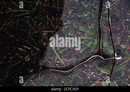 Fragment von dünnem Eis auf dunklem gefrorenem Fluss Stockfoto