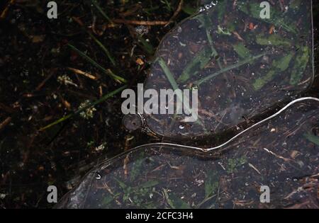 Fragment von dünnem Eis auf dunklem gefrorenem Fluss Stockfoto