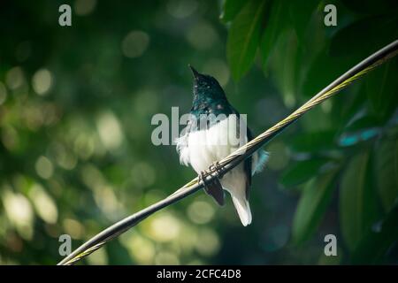 Stallschwalbe (Hirundo rustica) oder schneller, schöner schwarzer Vogel mit braunem Gesicht, der auf Bambusstange über grünem, unscharfem Hintergrund steht Stockfoto