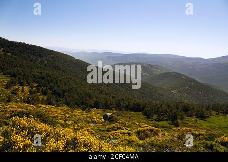 Malerischer Blick auf schöne blühende Landschaft auf blauem Hintergrund Wolkenloser Himmel Stockfoto
