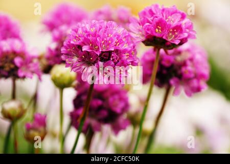 Leuchtend rosa Blüten wachsen im Park Stockfoto