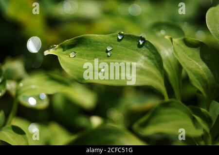 Wassertropfen auf grünen Blättern Stockfoto