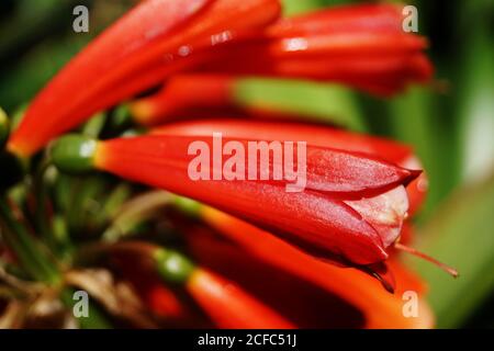 Nahaufnahme leuchtend rote Blüten, die auf exotischem Busch an sonniger Blüte blühen Frühlingstag im Garten Stockfoto
