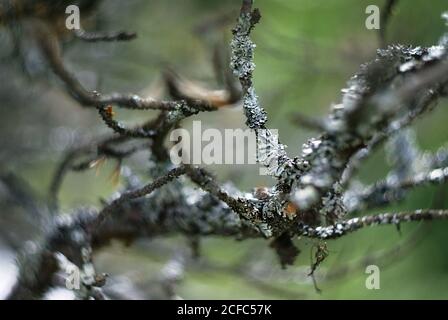 Entkochte dünne Äste, bedeckt mit Moos und Flechten Stockfoto
