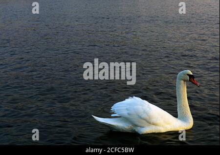 Schöner weißer Schwan, der allein an der glatten Wasseroberfläche schwimmt Tageslicht Stockfoto