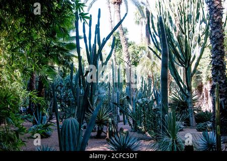 Jardin Majorelle YLS Garten in Marrakesch, Palmkaktusgarten Stockfoto