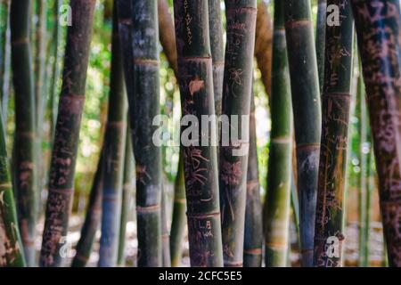 Jardin Majorelle YLS Garten in Marrakesch, Palmkaktusgarten Stockfoto