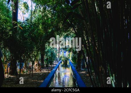 Jardin Majorelle Palmengarten in Marrakesch von YSL Stockfoto