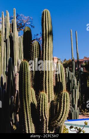 Jardin Majorelle Palmengarten in Marrakesch von YSL Stockfoto