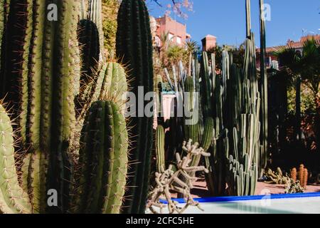 Jardin Majorelle Palmengarten in Marrakesch von YSL Stockfoto