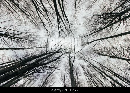 Von unten herrliche Aussicht auf hohe Baum Ast Wald in Wald Stockfoto