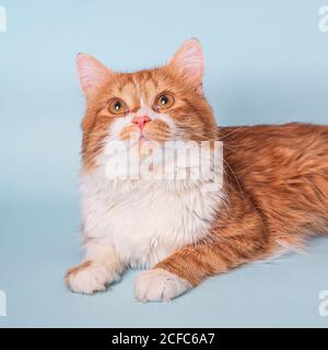 Liebenswert junge Ingwer Katze mit weißem Fell und neugierigen Gesicht Liegen und Ausruhen auf blauem Hintergrund Stockfoto