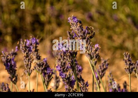 Wachsender Busch von aromatischem lila Lavendel mit Bienen bestäubenden Blüten An sonnigen Tagen vor verschwommenem Hintergrund Stockfoto